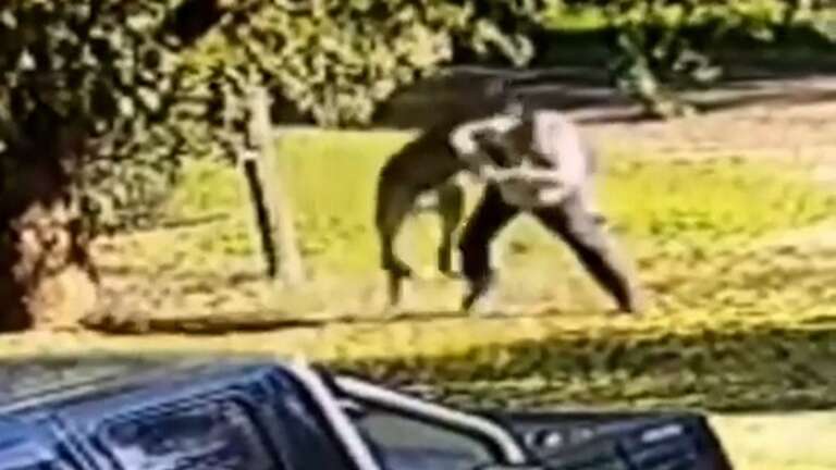 VÍDEO: homem luta com canguru para proteger os cães na Austrália