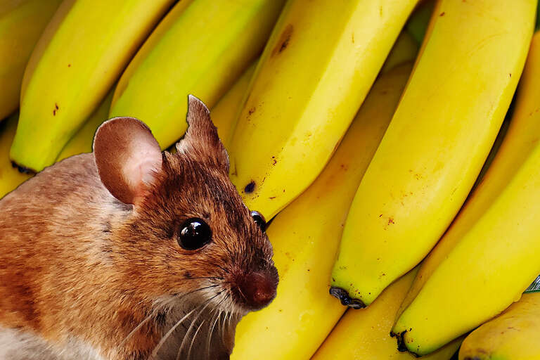 Bananas podem deixar ratos machos estressados, afirmam cientistas