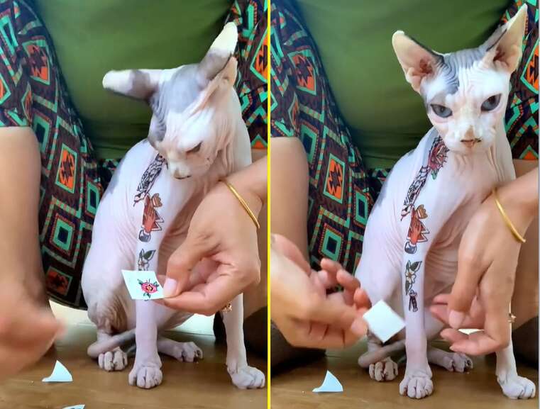 Vídeo de gato sem pelo ganhando “tatuagens” causa polêmica no TikTok