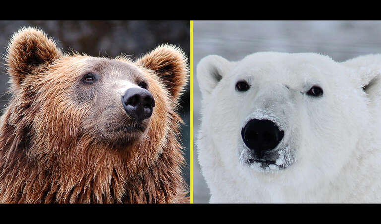Exame de DNA comprova que ursos pardos e polares já acasalaram entre si no passado