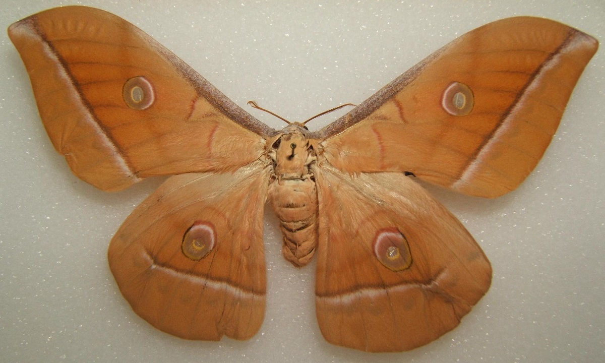 “Tecnologia” de abafamento de som das asas das mariposas poderá ser usada até em aviões