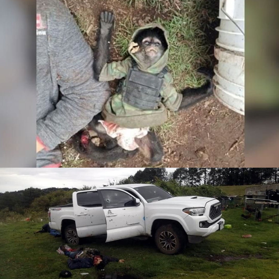 Macaco-aranha &#34;do crime&#34; morre em contronto de policiais com traficantes no México