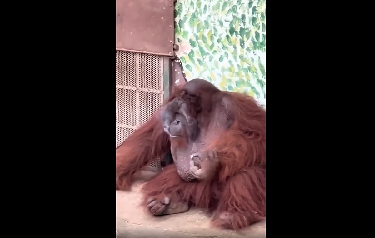 Orangotango ameaçado de extinção é visto fumando em zoológico no