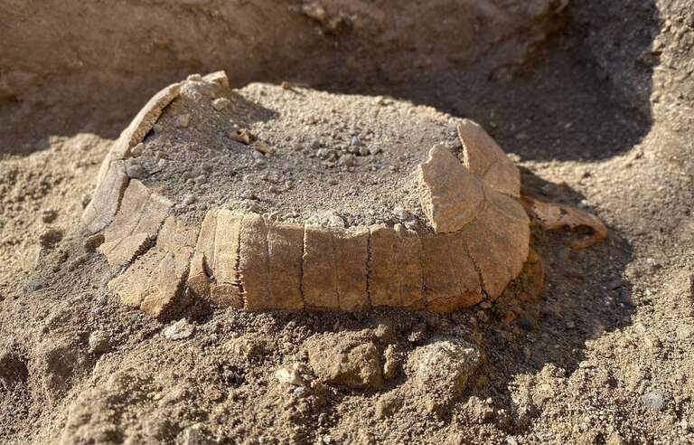 Arqueólogos encontram tartaruga “grávida” nas ruínas de Pompeia