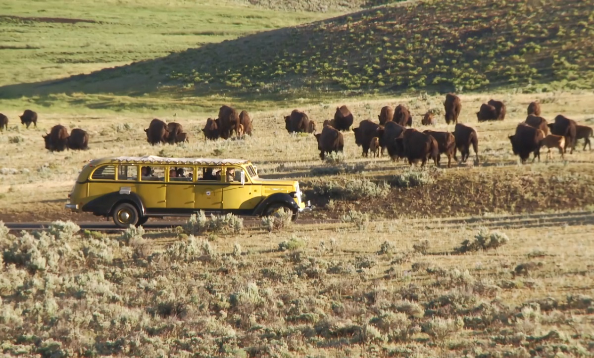 Homem vai parar no hospital após ataque de bisão no parque Yellowstone, nos EUA