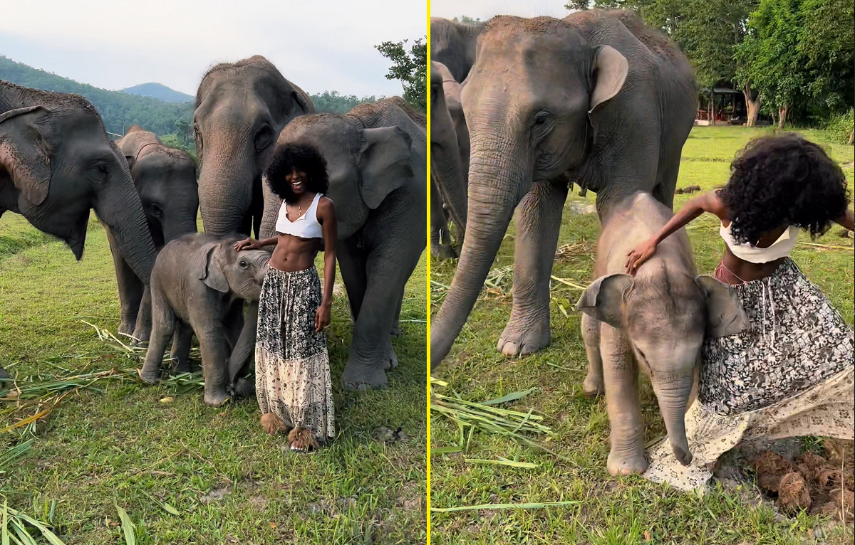 VÍDEO: filhote de elefante quase tira roupa de modelo em santuário na Tailândia
