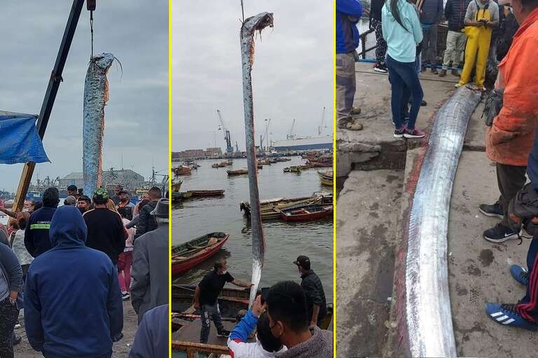 VÍDEO: peixe gigante que ‘anuncia’ terremoto aparece na costa do Chile