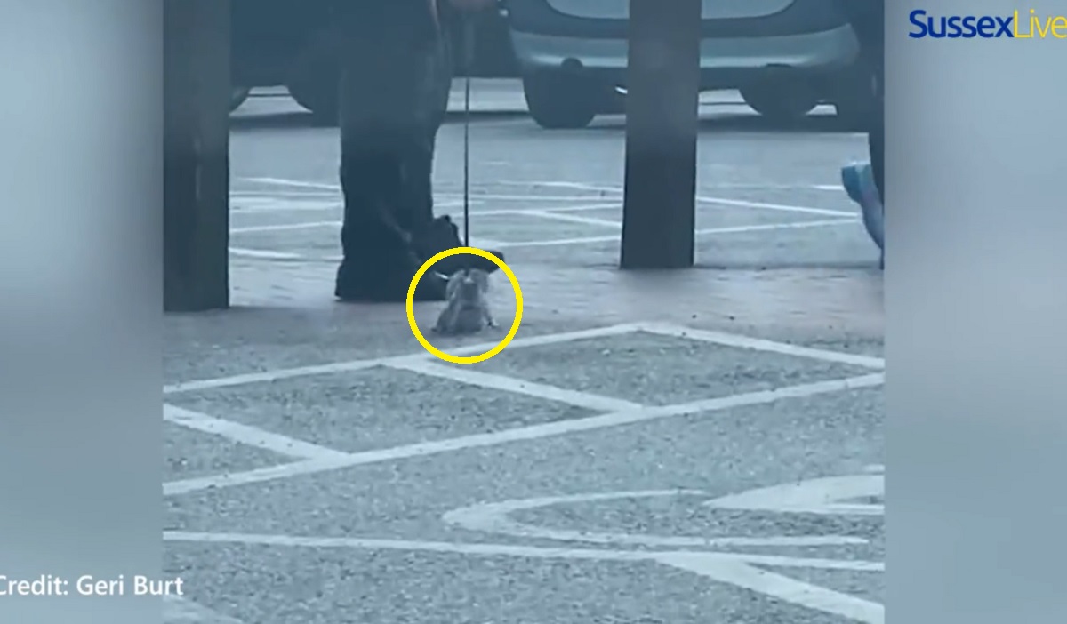 VÍDEO: internautas ficam intrigados com esquilo passeando de coleira no Reino Unido