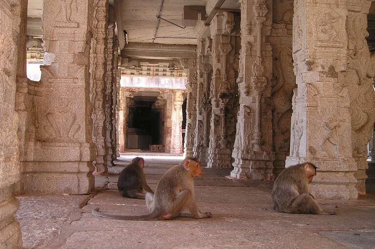 Macacos cercam família e matam bebê de 4 meses na Índia