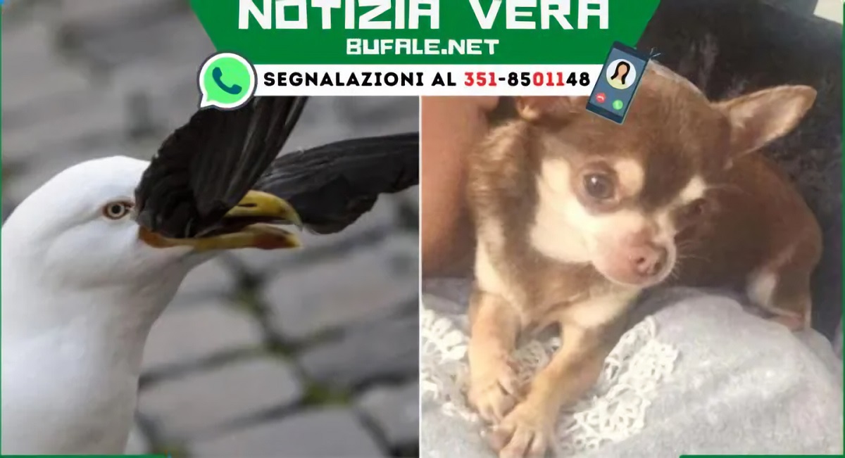 Filhote de pinscher é sequestrado por gaivota em bairro de Nápoles