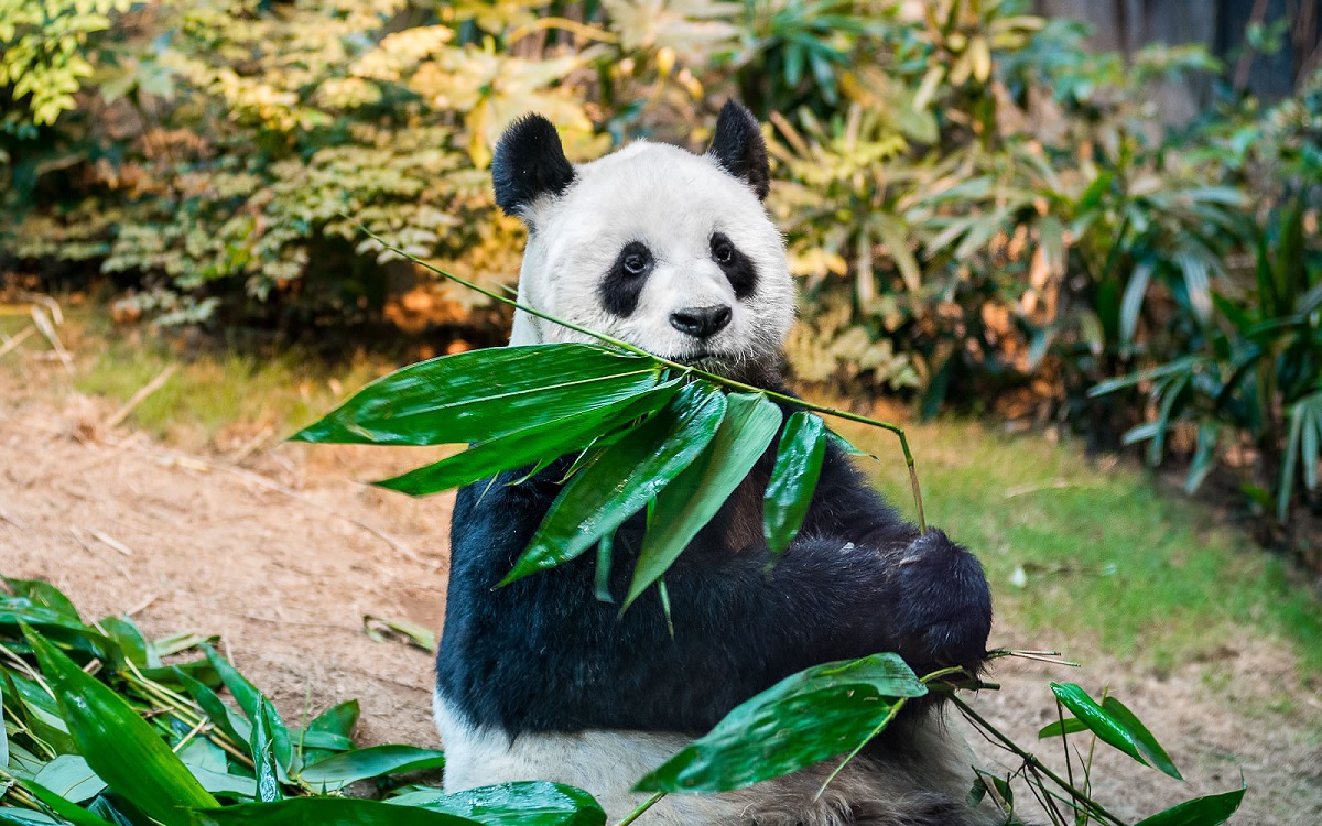 Morre aos 35 anos, na China, o panda An An, o mais velho a viver em cativeiro