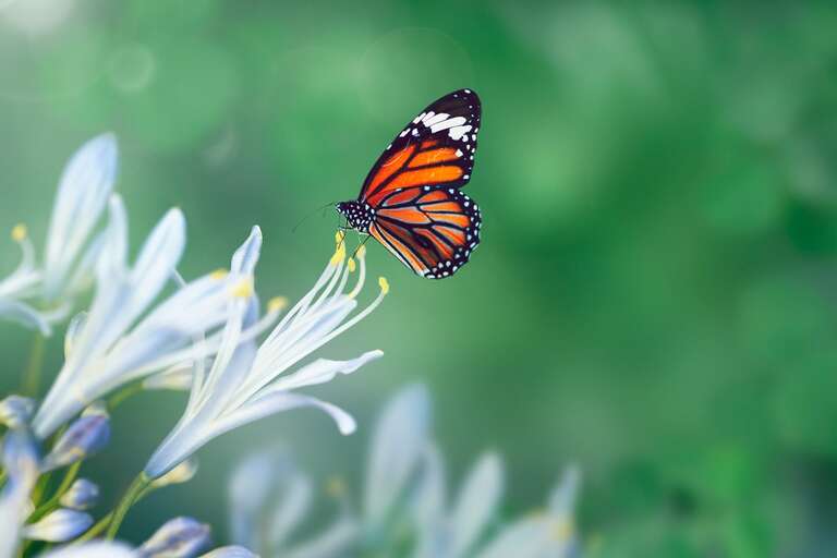 Borboleta-monarca entra para a lista de espécies ameaçadas de extinção
