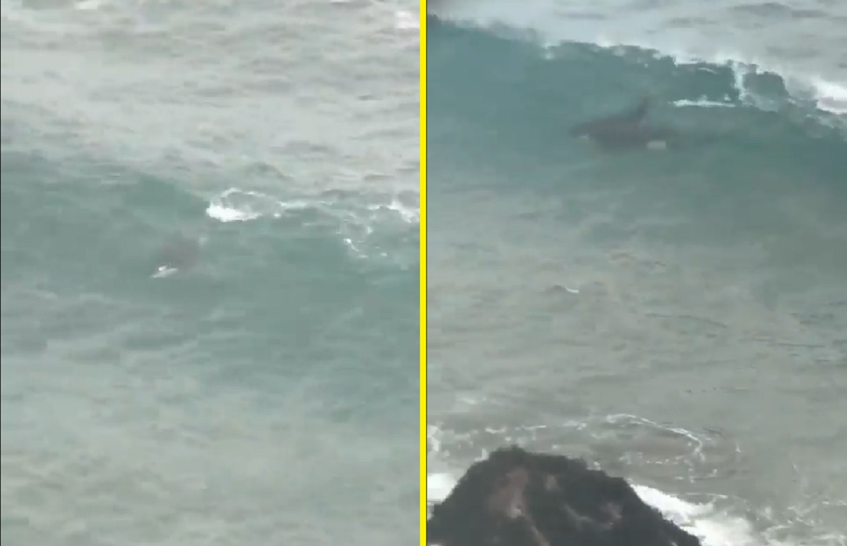 VÍDEO: orca surpreende moradores e surfistas na costa do Chile