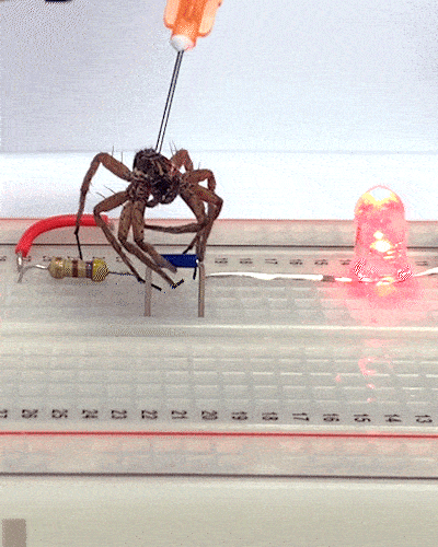Cientistas transformam aranha morta em “garra robótica”