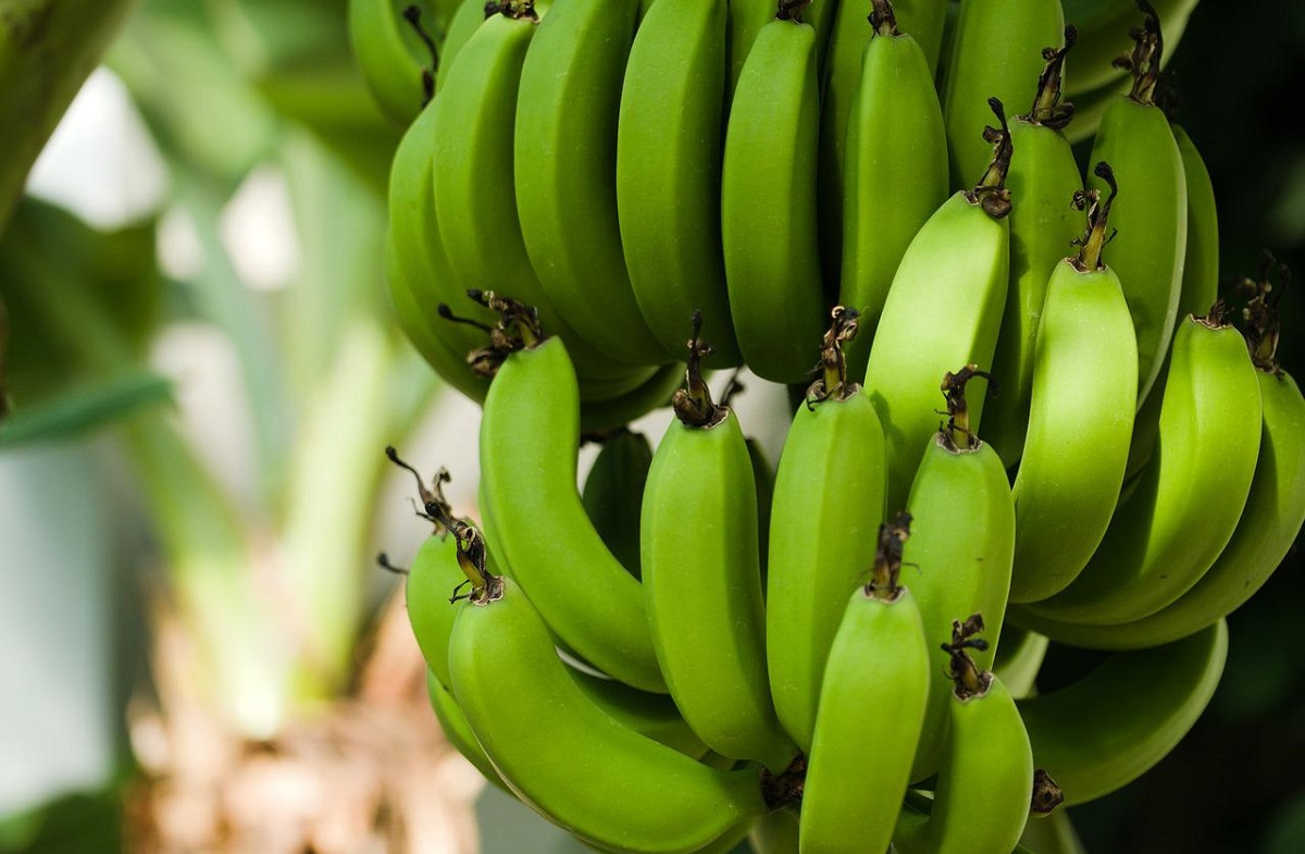 Amido presente na banana verde pode reduzir risco de câncer em pacientes com síndrome de Lynch