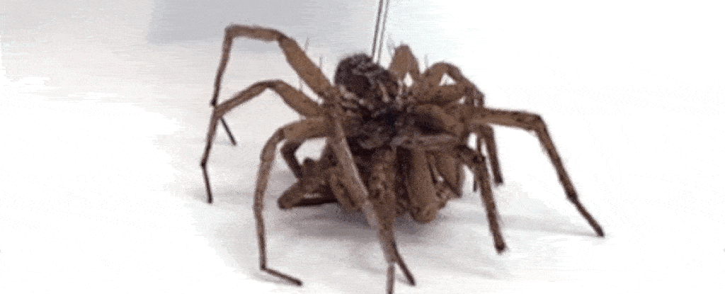 Cientistas transformam aranha morta em “garra robótica”