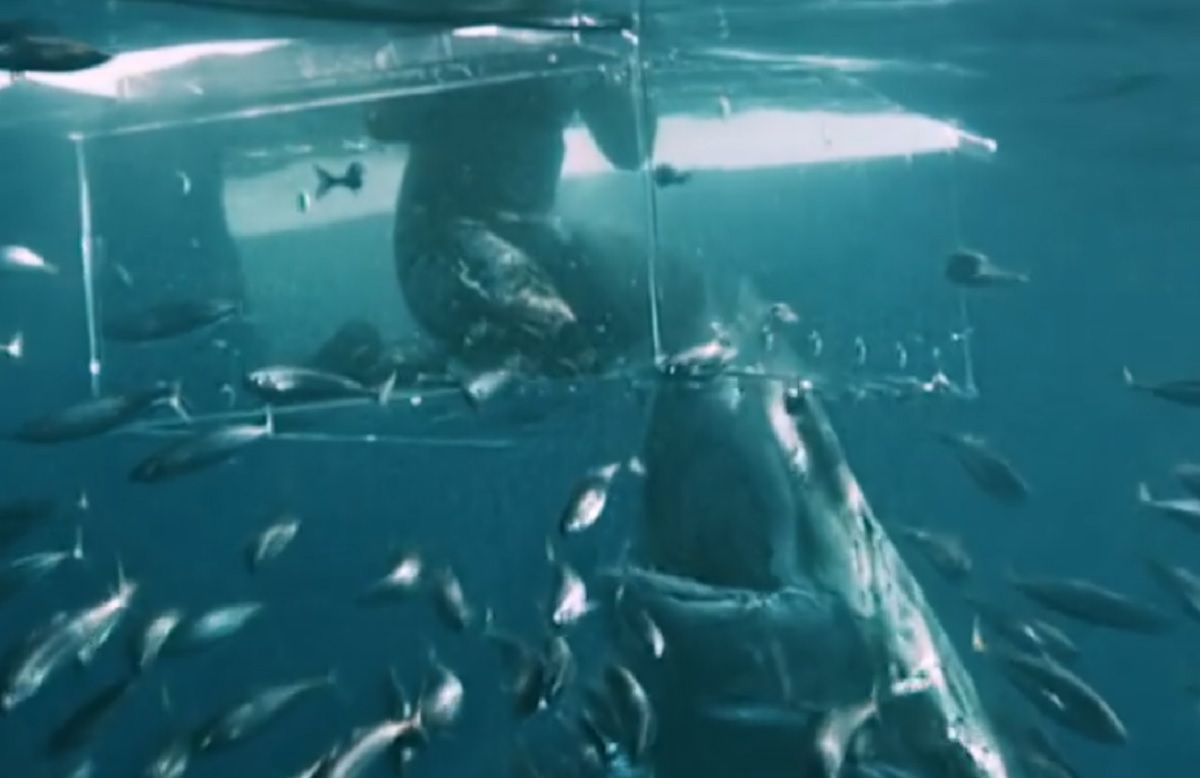 VÍDEO: tubarão-branco quebra jaula e quase engole mergulhador no Pacífico