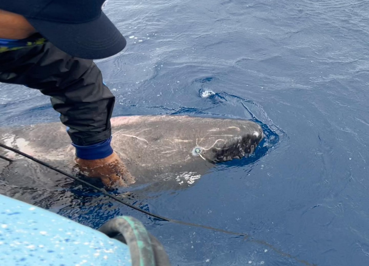 Cientistas encontram tubarão-do-ártico nas águas tropicais de Belize, no Caribe