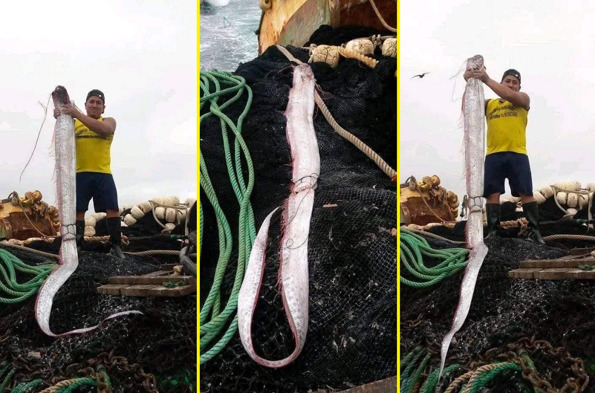 Pescador encontra peixe-remo no Equador, após espécie que “prevê” terremoto aparecer no Chile