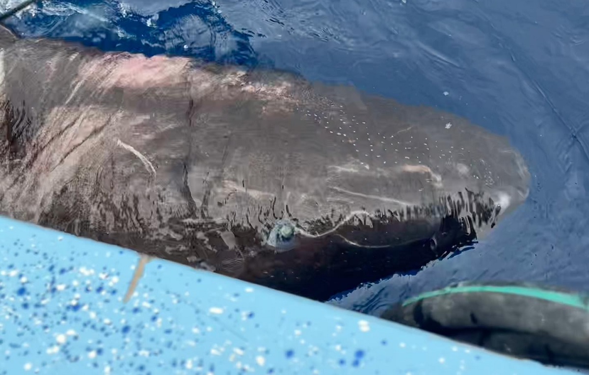 Cientistas encontram tubarão-do-ártico nas águas tropicais de Belize, no Caribe