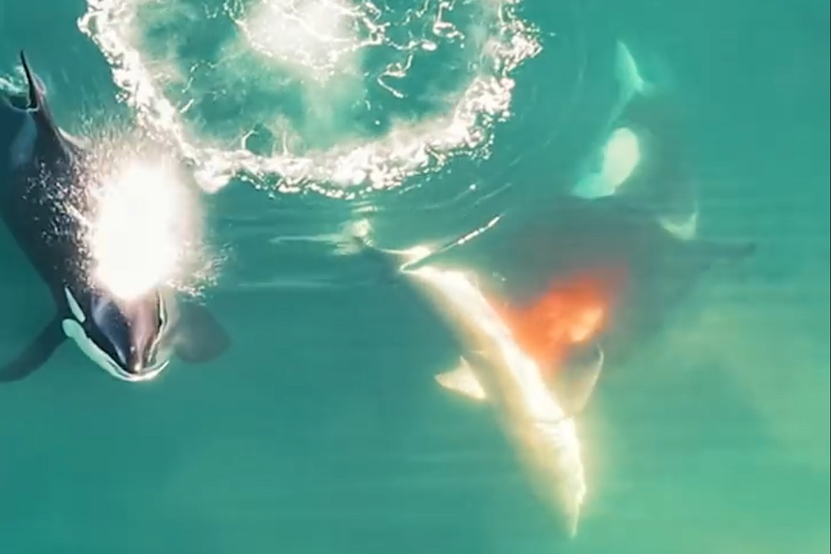 VÍDEO: drone flagra ataque de duas baleias orcas contra tubarão-branco na África do Sul