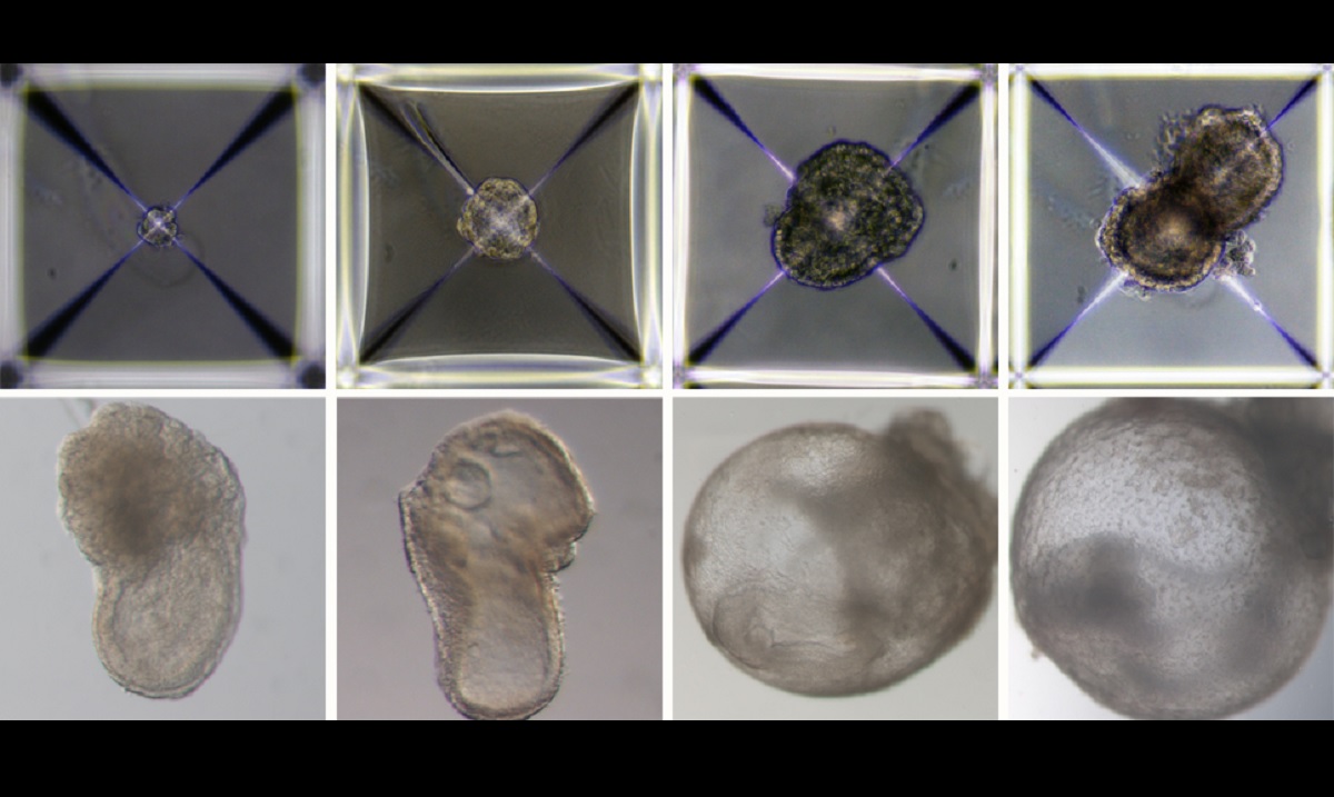 Cientistas criam embriões sintéticos de cobaias, com cérebro e coração, sem usar óvulos e espermatozoides