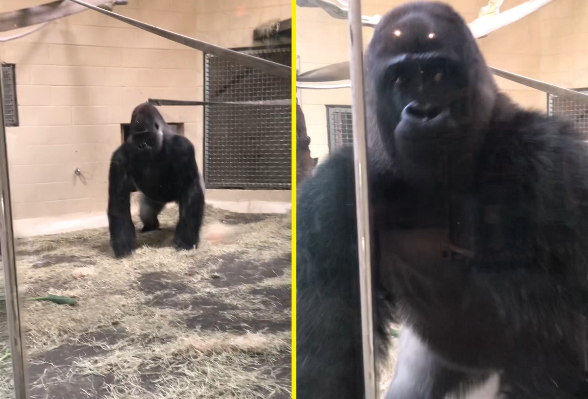 Vídeo de gorila assustando visitantes ao aparecer deslizando se torna viral no TikTok