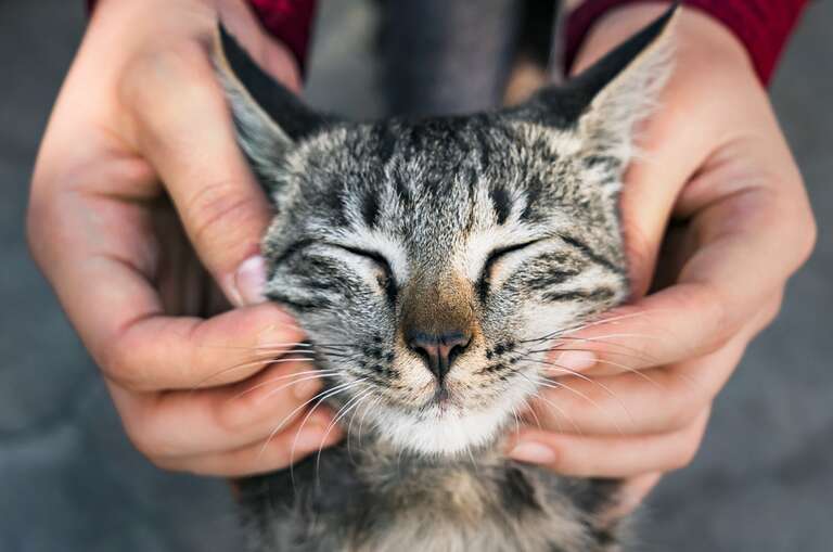 Dia Internacional do Gato: “gateiros” tendem a fazer coisas que os felinos não gostam, diz estudo