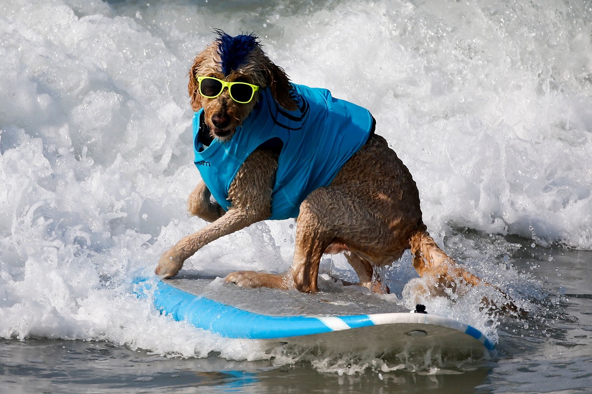 VÍDEO: campeonato de surfe de cachorro, o World Dog Surfing Championships, faz sucesso nos EUA