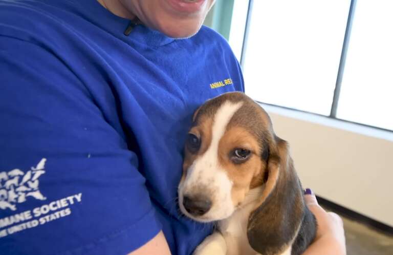 ONG dos EUA resgata quase 4.000 beagles que seriam usados em testes de remédios