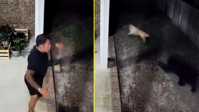 VÍDEO: morador da Flórida faz sucesso na web ao afastar urso que perseguia cachorro da família