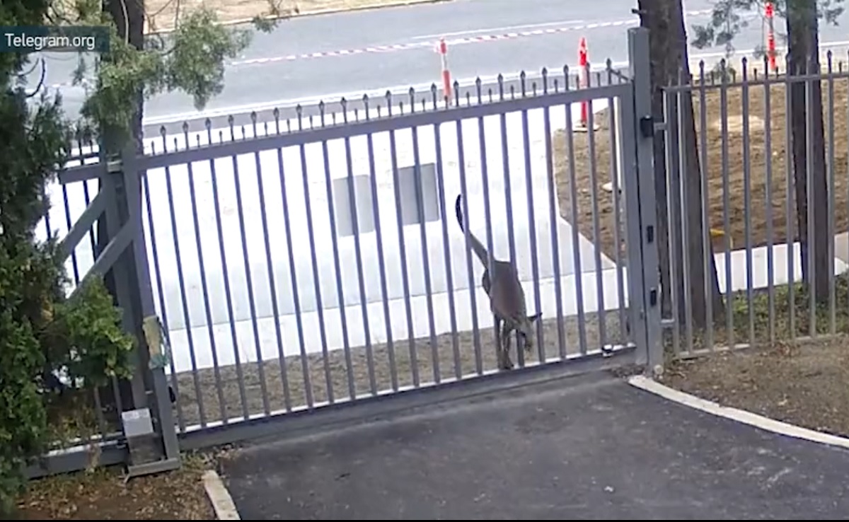 Diplomacia em risco? Vídeo mostra canguru tentando invadir embaixada da Rússia na Austrália