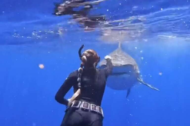 Mergulhadora dá dicas de como agir diante de um tubarão e vídeo se torna viral no TikTok
