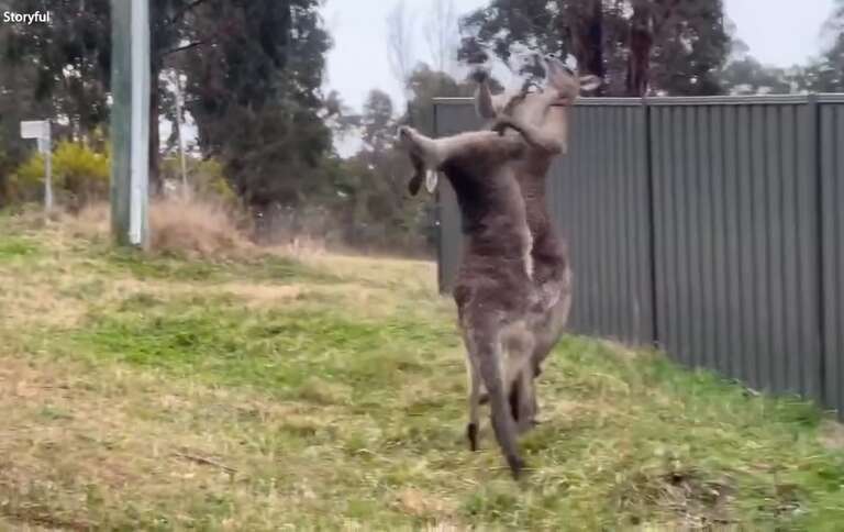 VÍDEO: luta entre cangurus na Austrália tem final inesperado e viraliza nas redes sociais 
