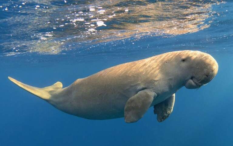 Os impáticos dugongos, parentes do peixe-boi, podem estar extintos na China