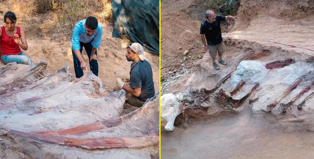 Dinossauro gigantesco é decoberto em quintal de casa em Portugal