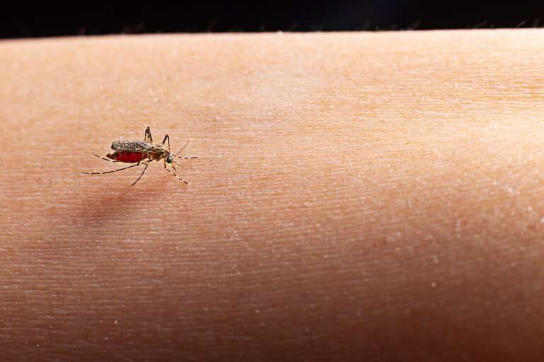 Cientistas descobrem que mosquito Aedes aegypti é atraído pela cor vermelha