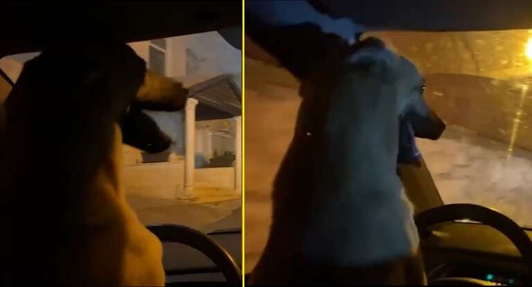 VÍDEO: israelense é preso após deixar cachorro "dirigir" seu carro