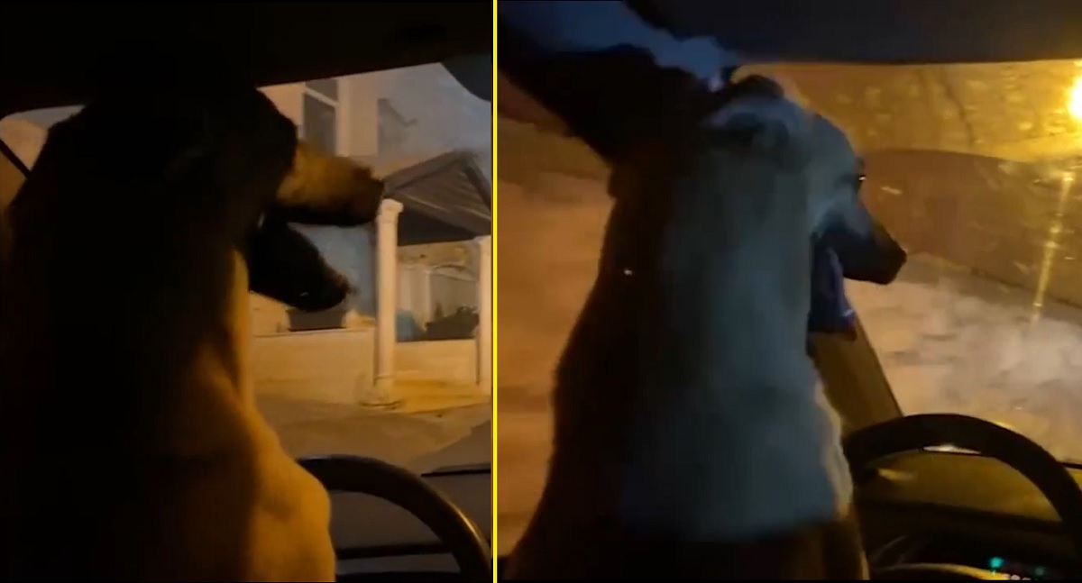 VÍDEO: israelense é preso após deixar cachorro &#34;dirigir&#34; seu carro