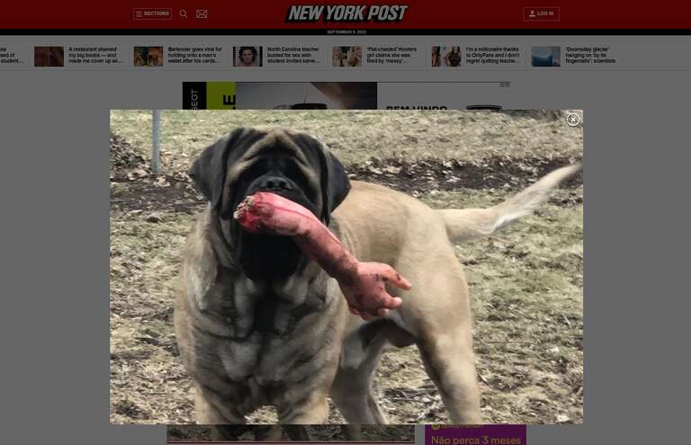 Cachorro com "braço ensanguentado" na boca assusta moradores de Iowa, nos EUA