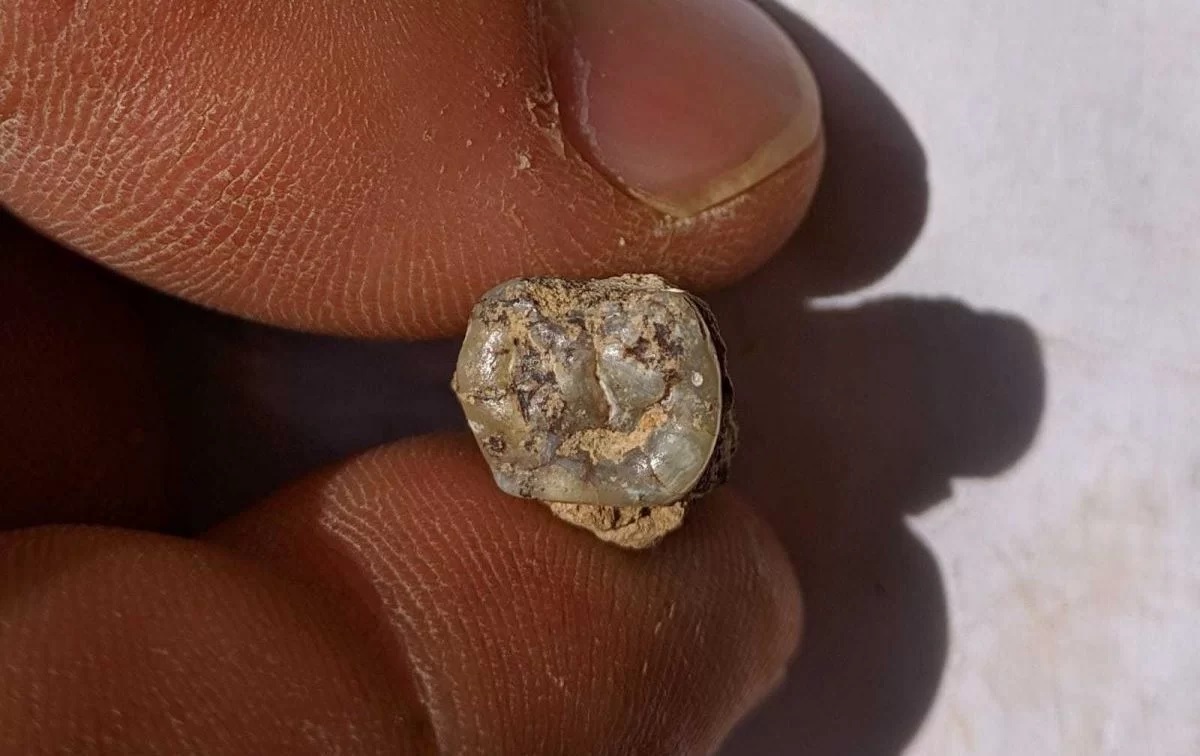 Cientistas encontram em Orozmani, na Geórgia, um dente humano de 1,8 milhão de anos