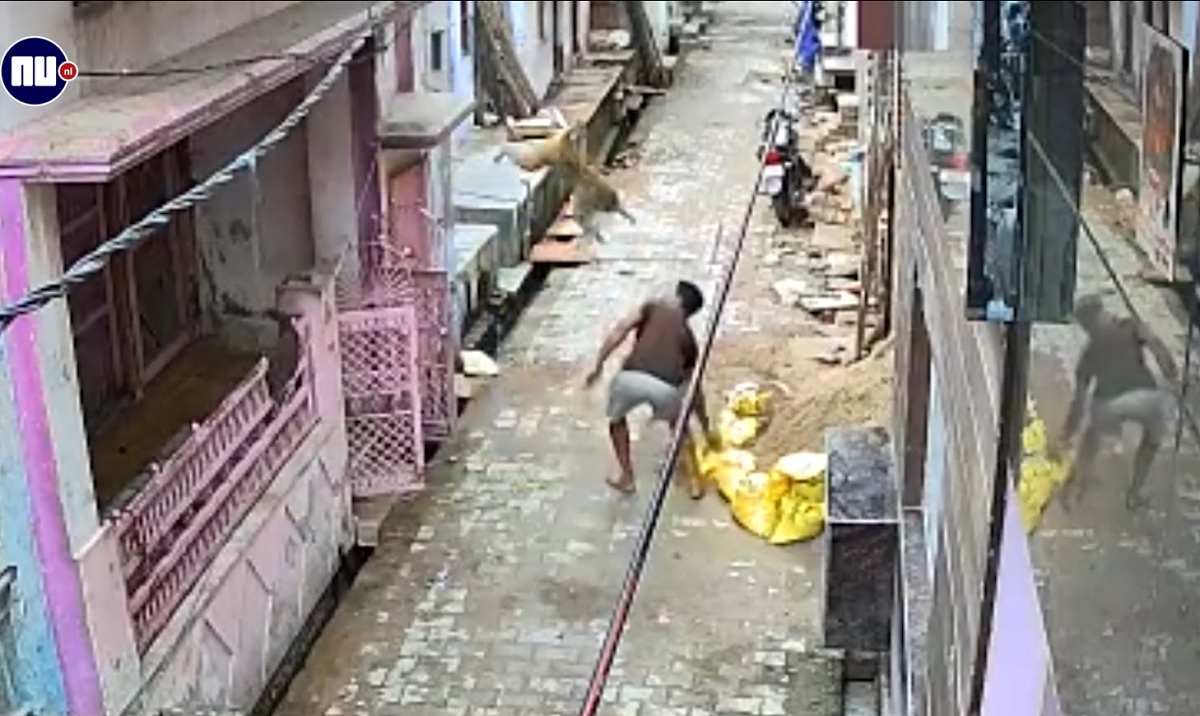 VÍDEO: macaco dá golpe de luta livre e joga indiano no chão na região de Uttar Pradesh