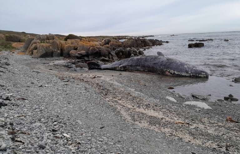 Ao menos 14 baleias cachalotes foram encontradas mortas na costa da Tasmânia, na Austrália