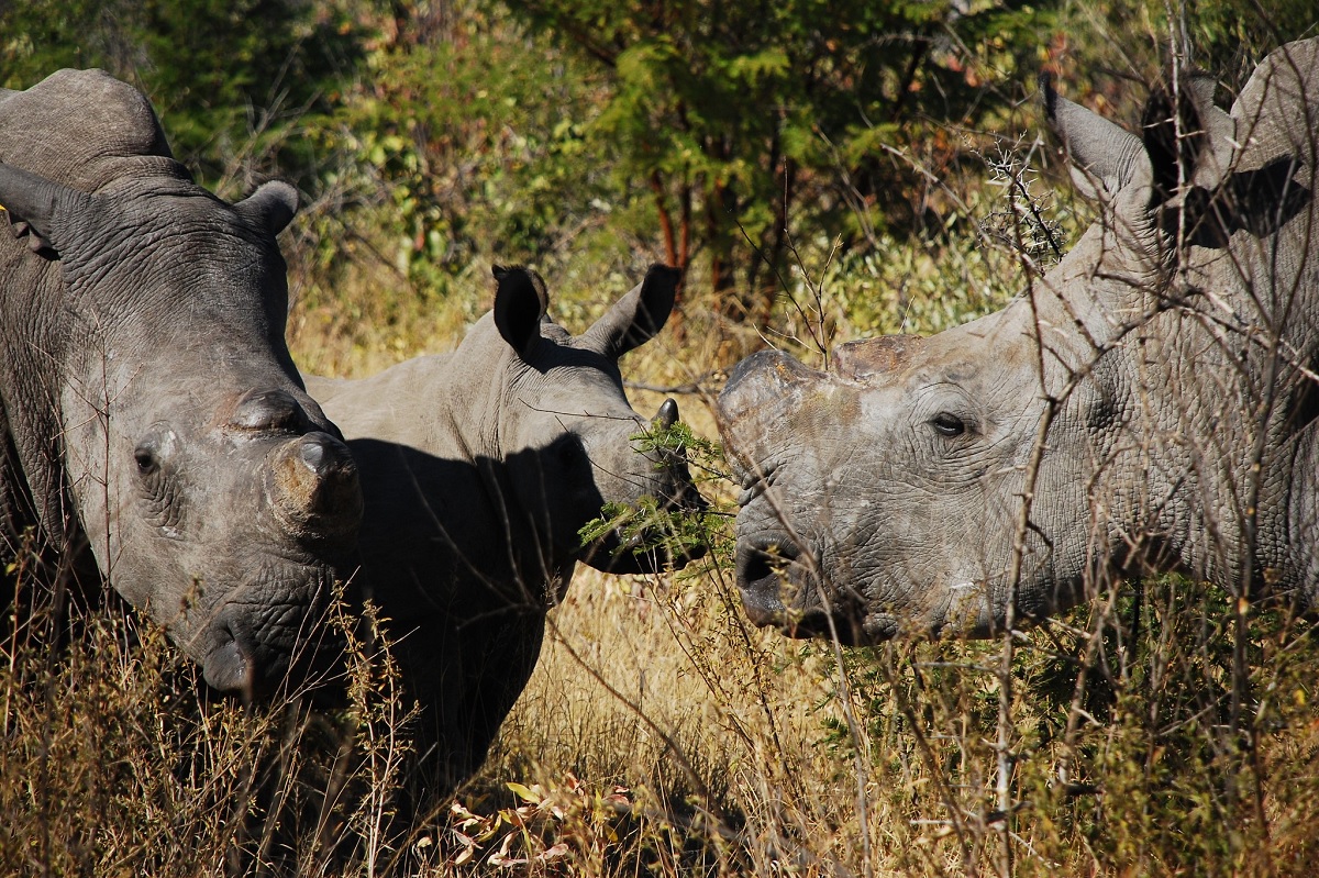 Governo do Zimbábue decide cortar os chifres de mais de mil rinocerontes, para protegê-los da caça ilegal