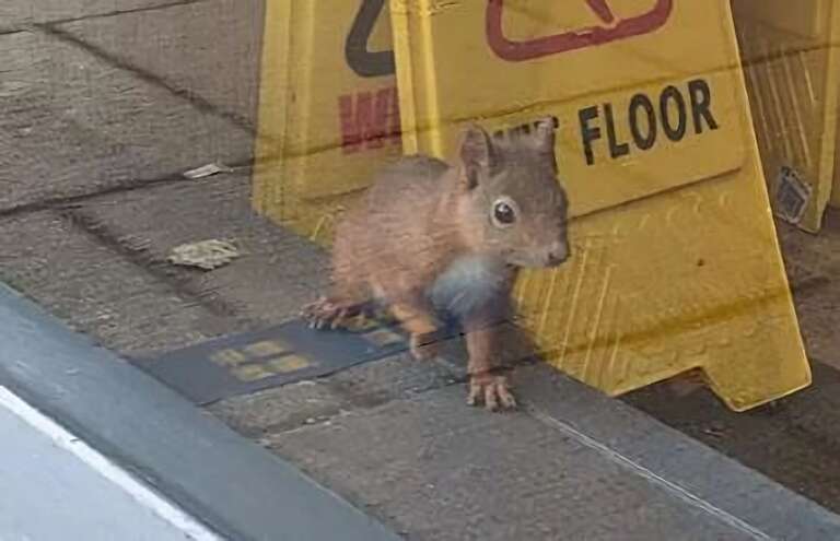 Esquilo passa dias dentro de padaria na Escócia e ganha até "crachá de funcionário"