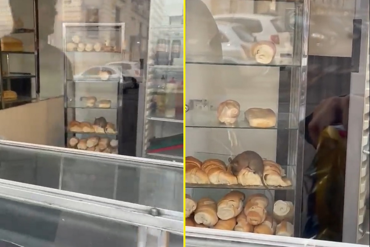 Vídeo de rato comendo croissant em padaria de Buenos Aires viraliza, e loja é fechada pela Vigilância Sanitária