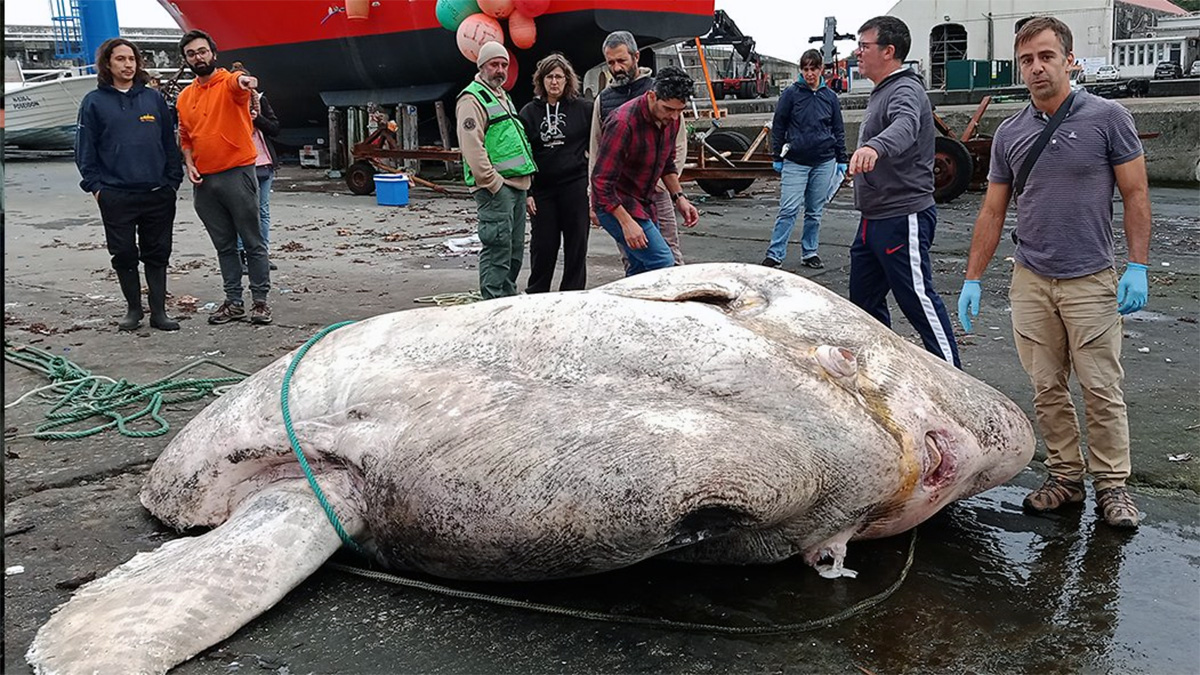 Peixe-lua encontrado nos Açores bate recorde de maior peixe ósseo já descoberto no mundo