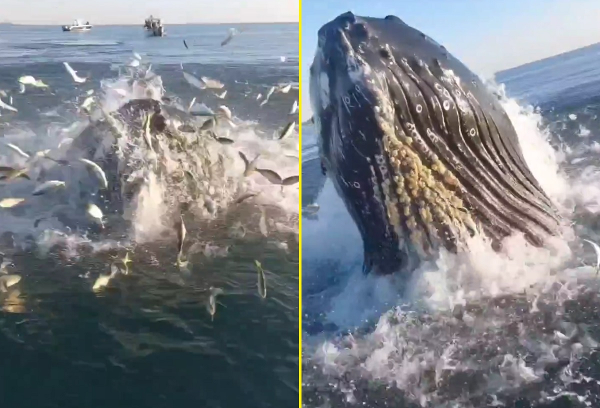 VÍDEO: baleia jubarte surpreende pai e filho que pescavam em Nova Jérsei, nos EUA
