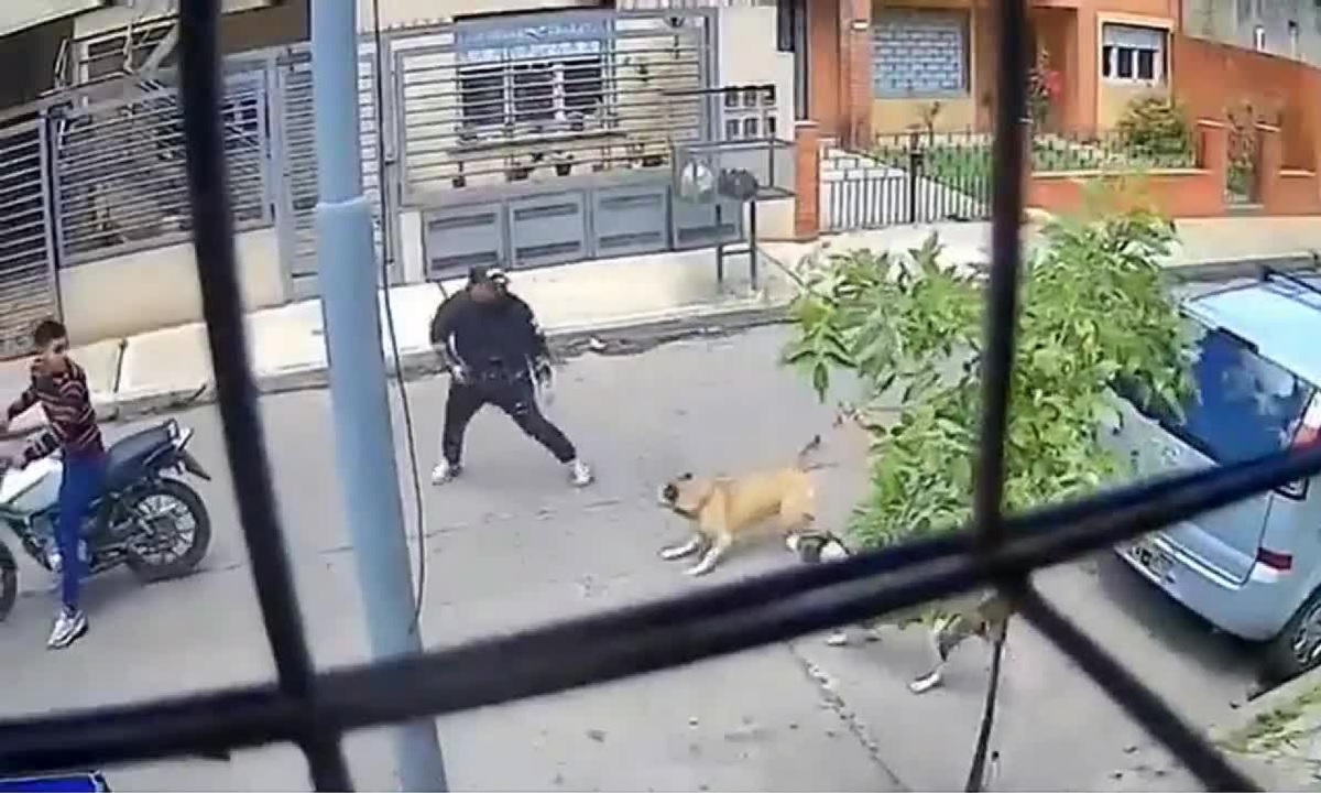 VÍDEO: cadelas vira-latas enfrentam assaltantes que estavam em moto na Argentina