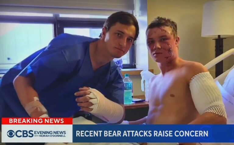 Dois estudantes universitários são atacados por urso em floresta dos EUA